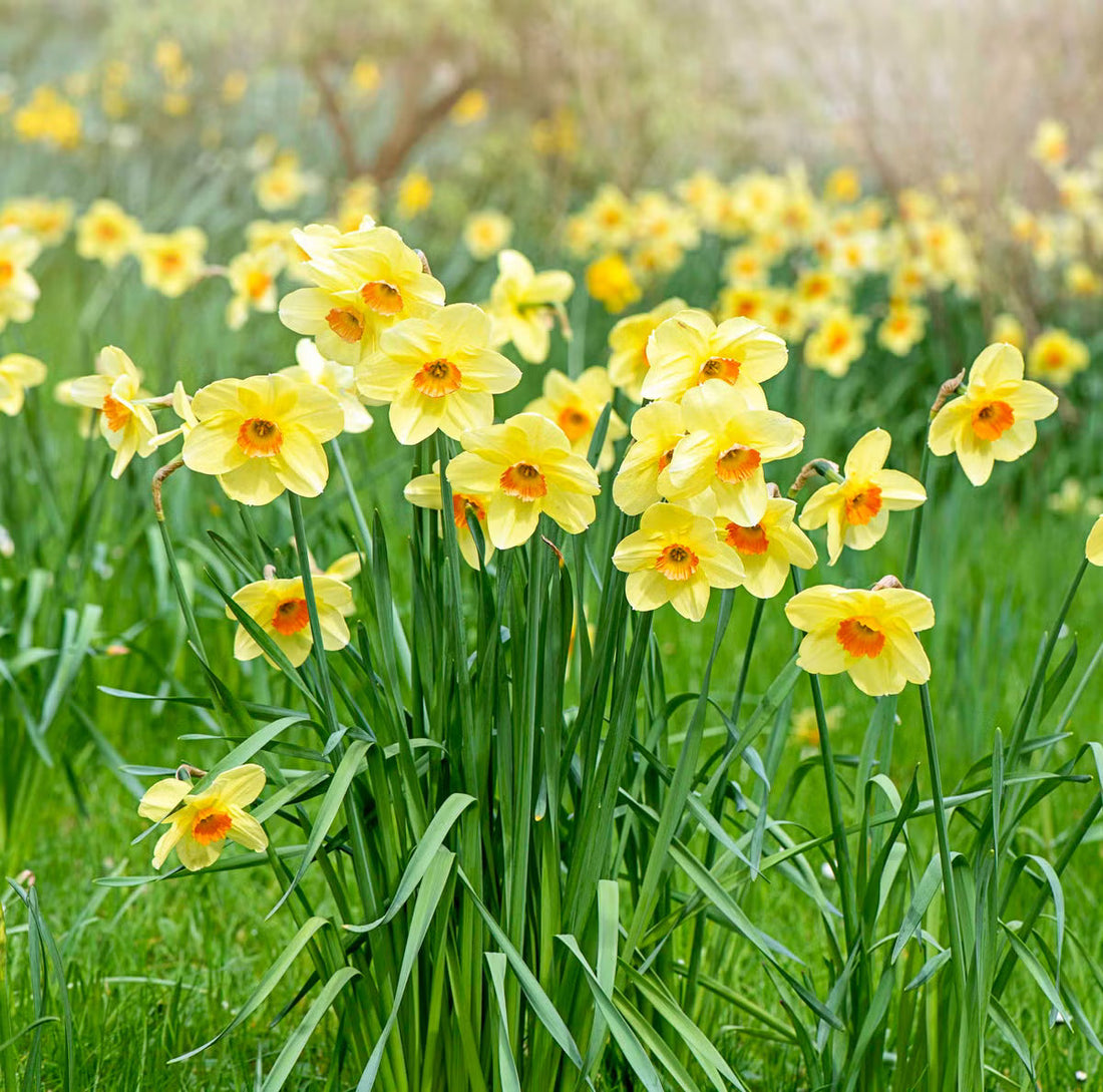 Daffodil flower seeds