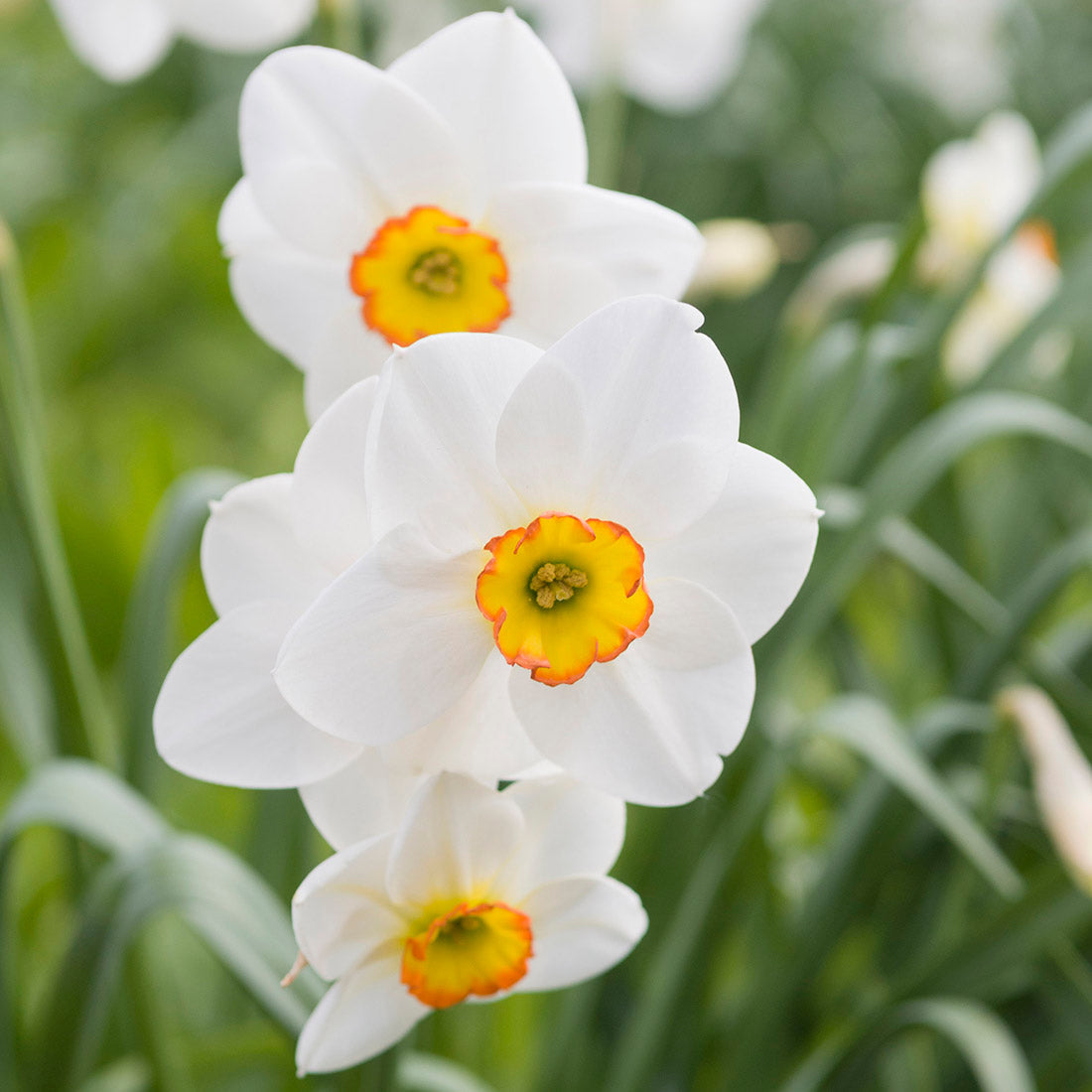 Daffodil flower seeds