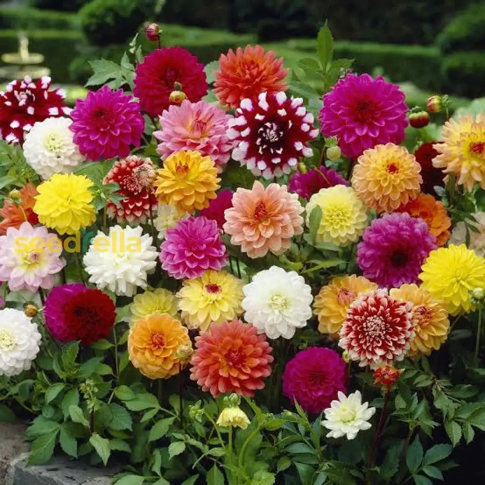 Butterscotch Dahlia flower seeds