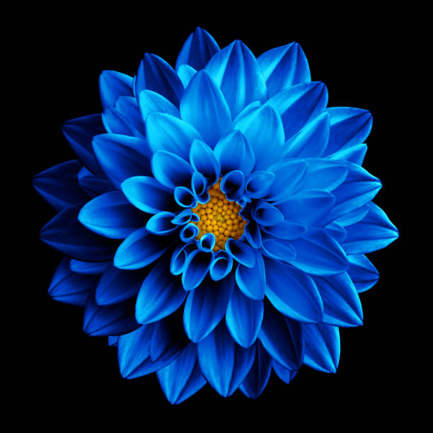 Dahlia flower seeds