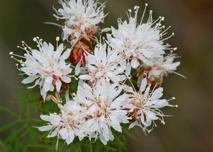 Summer Farewell flower seeds