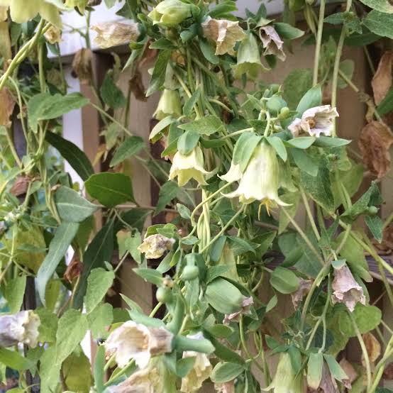 Dangshen Codonopsis pilosula herb seeds for planting in home gardens