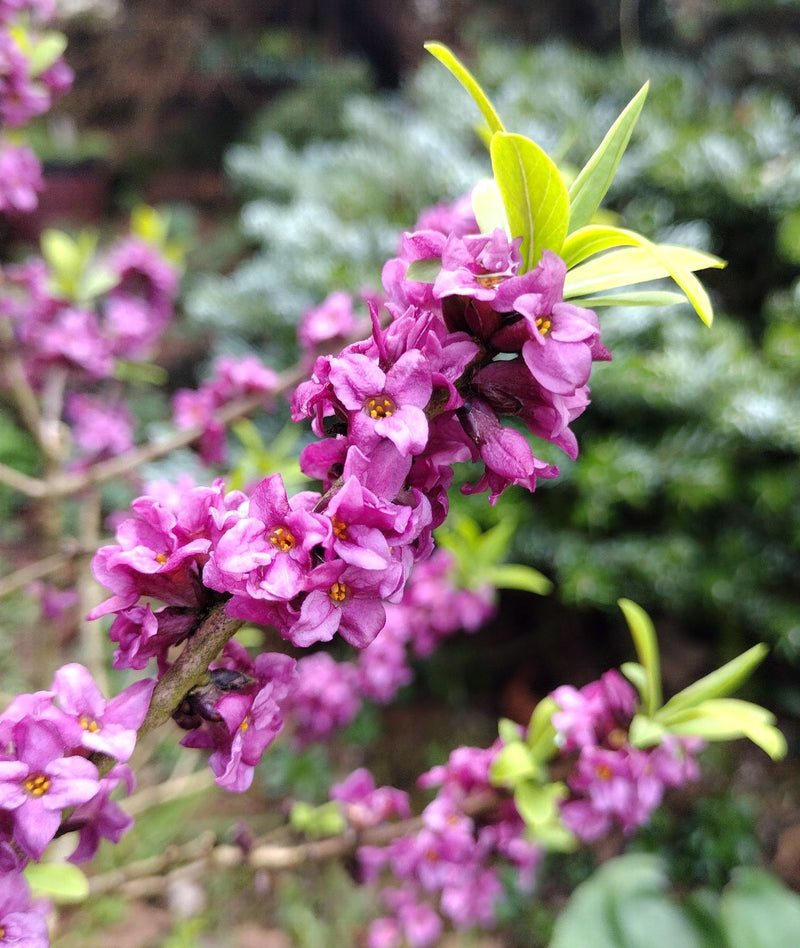 Pink Daphne Mezereum Flower Seeds for Planting – Heirloom Non-GMO Garden Seeds