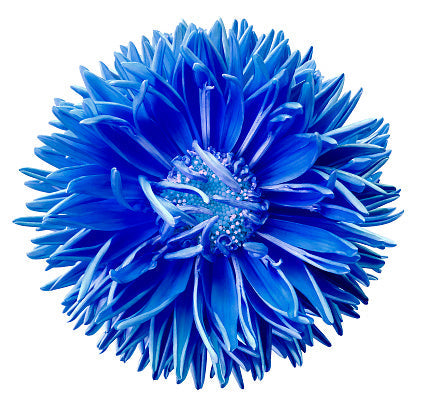 Dark Blue flower seeds