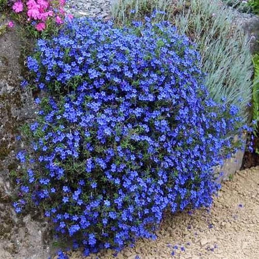Dark Blue flower seeds