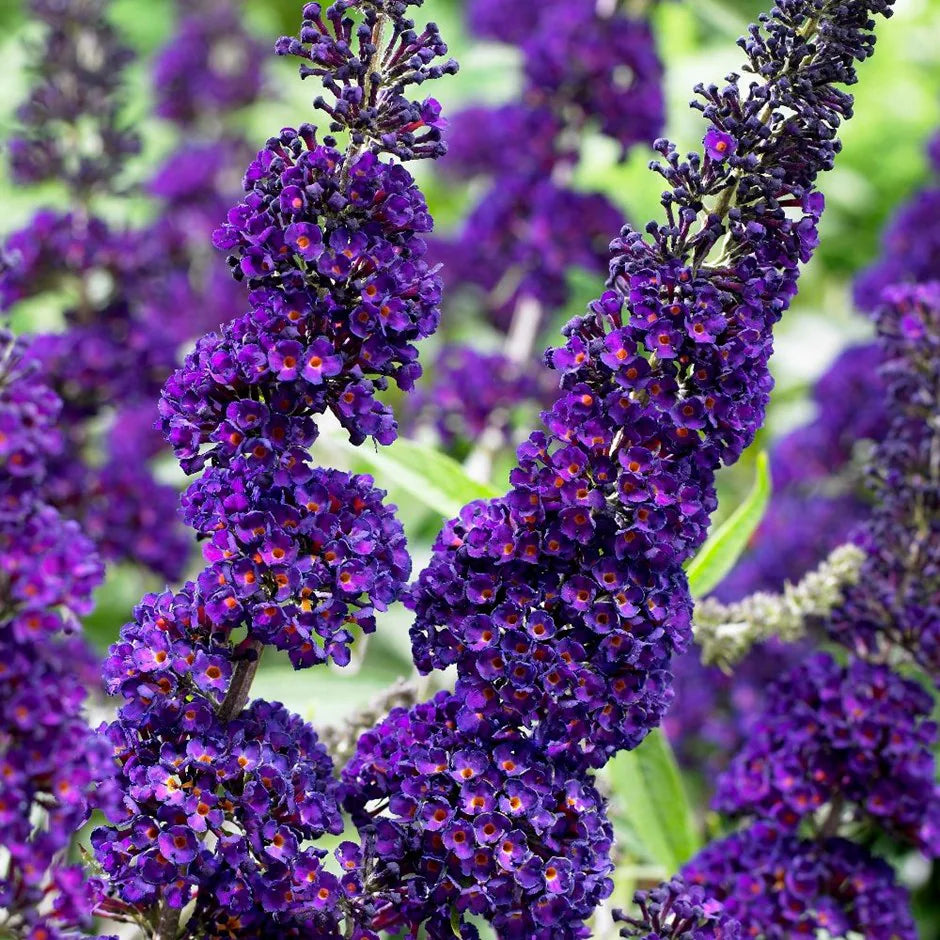 Dark Blue flower seeds