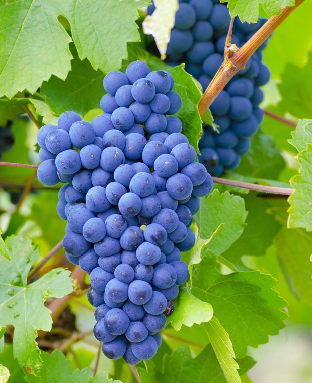 dark blue grape seeds