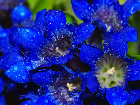 Dark Blue Nikita Gentian Flower Seeds for Planting – Heirloom Non-GMO Garden Seeds