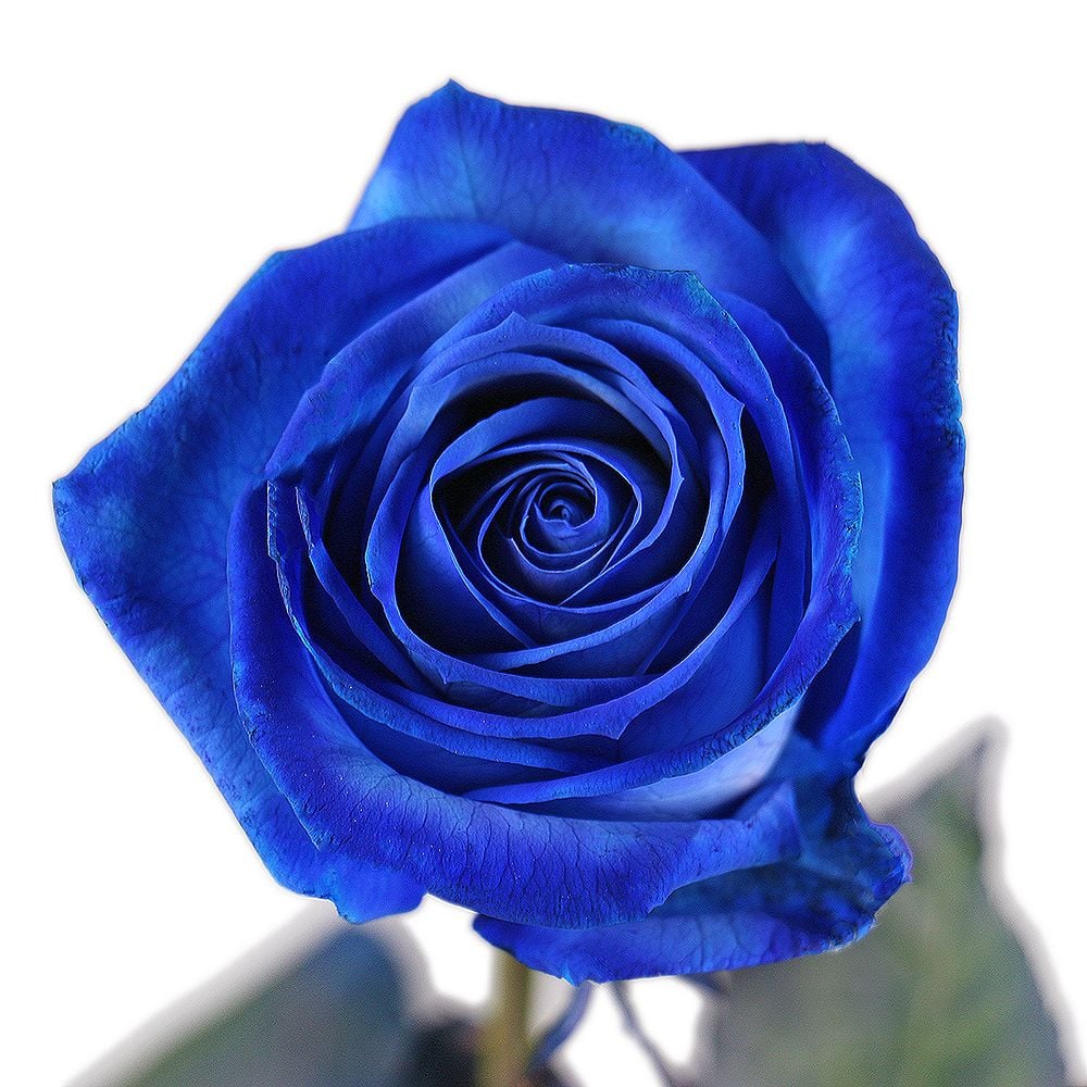Dark Blue flower seeds