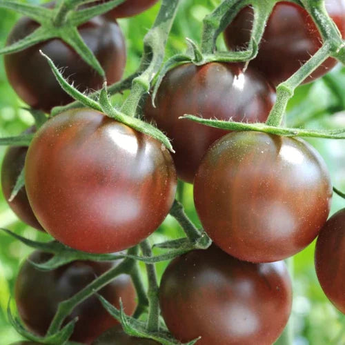 Dark Brown Tomato Seeds