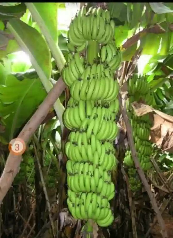 dark green banana seeds