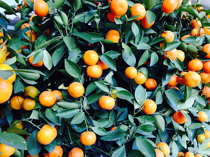 Dark Orange Fruit Seeds for Planting – Heirloom Non-GMO Garden Seeds