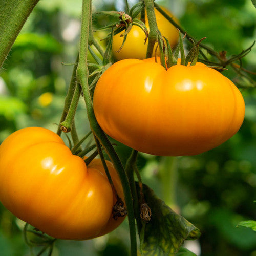 Dark Orange Giant Tomato Seeds