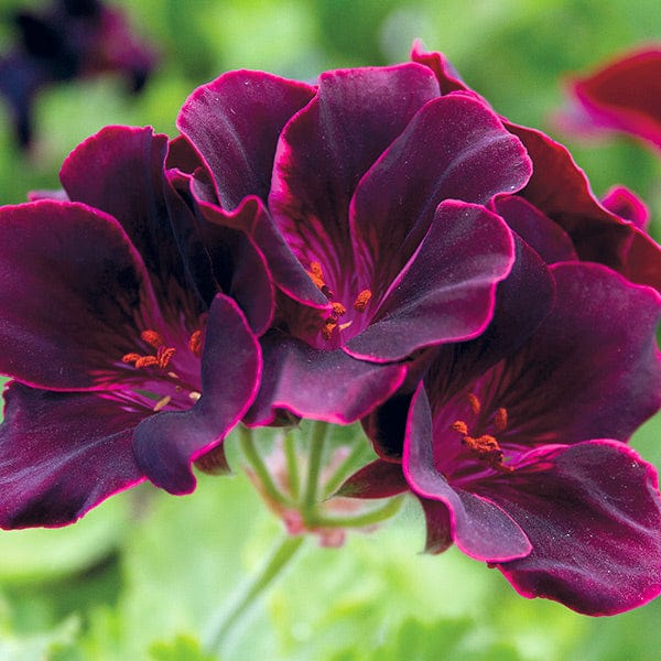 Dark Pink flower seeds