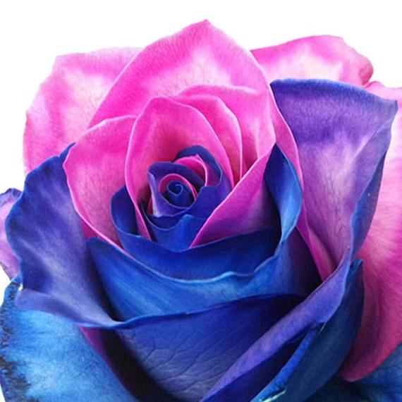 Dark Pink flower seeds
