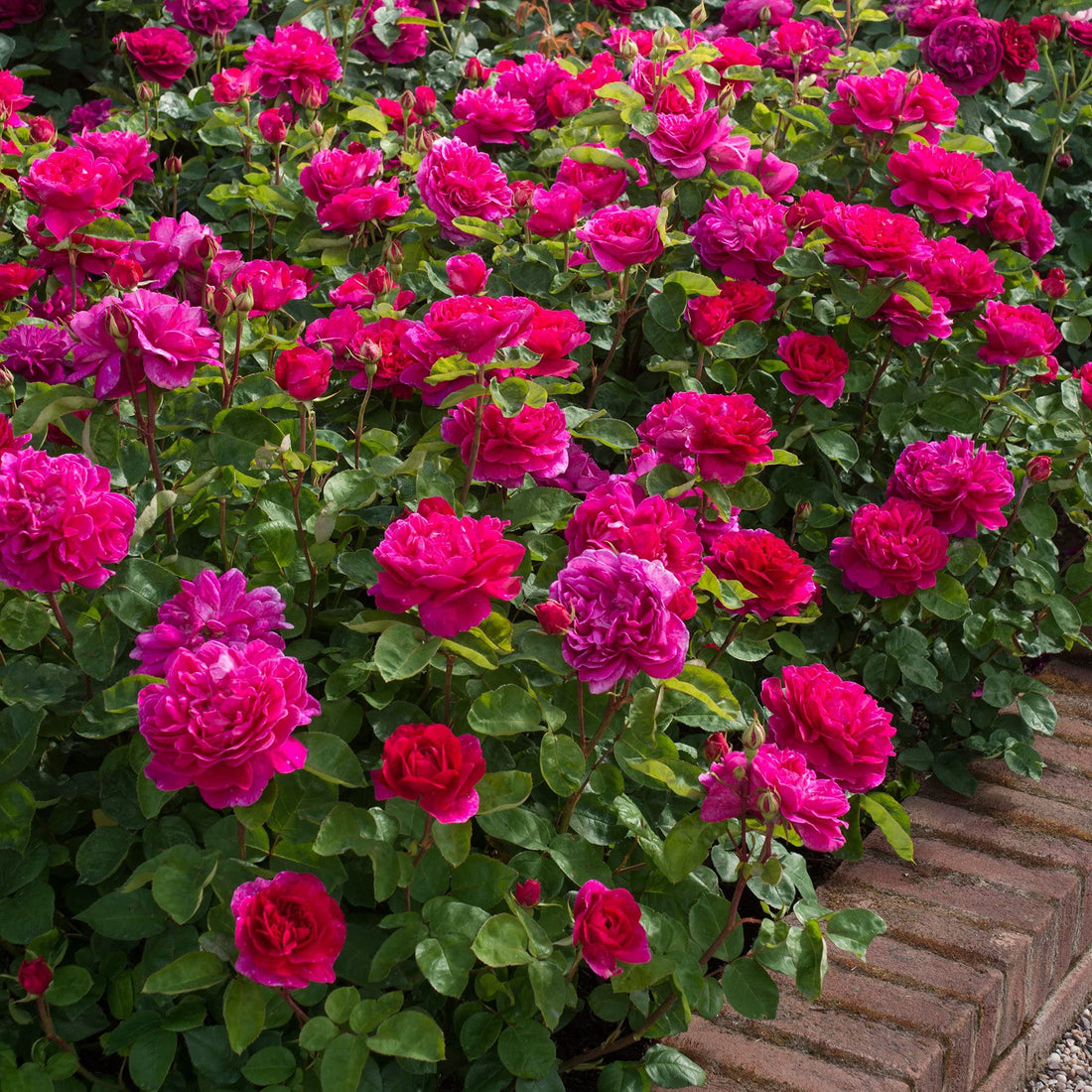 Dark Pink flower seeds