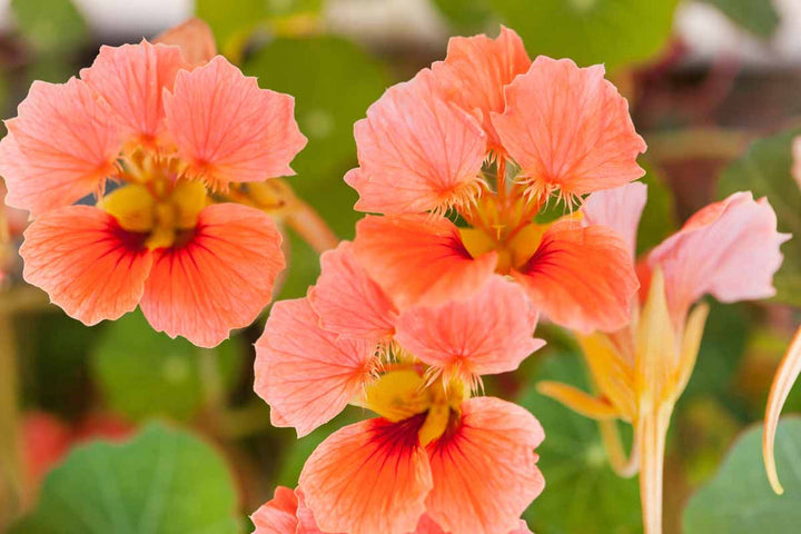 Dark Pink flower seeds