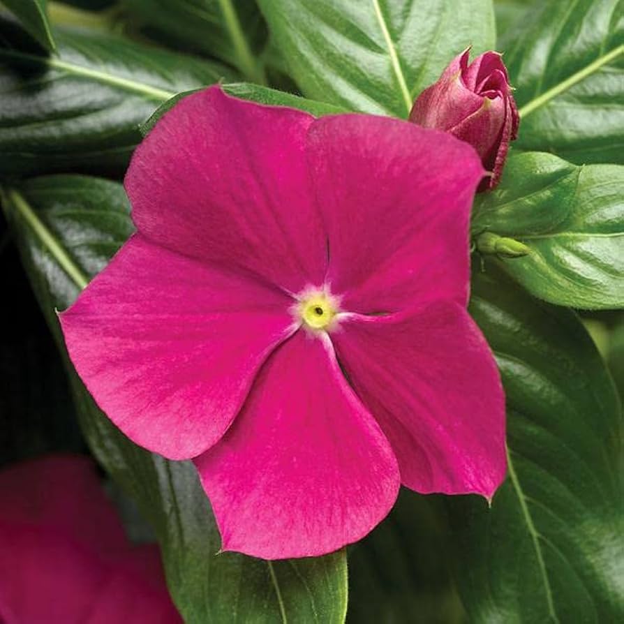 Dark Pink flower seeds