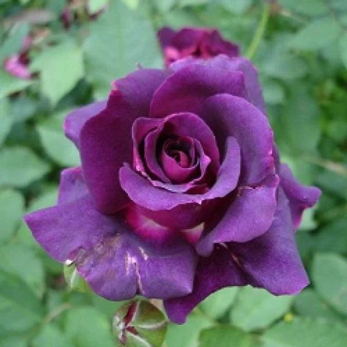 Dark Purple flower seeds