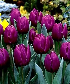 Dark Purple flower seeds