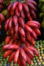Dark Red Banana Fruit Seeds for Planting – Heirloom Non-GMO Garden Seeds