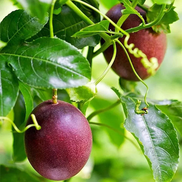 dark red passion fruit seeds