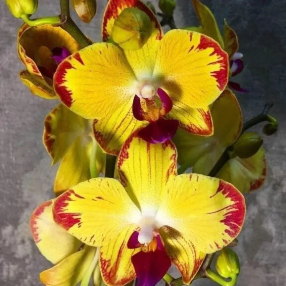 Dark Yellow flower seeds