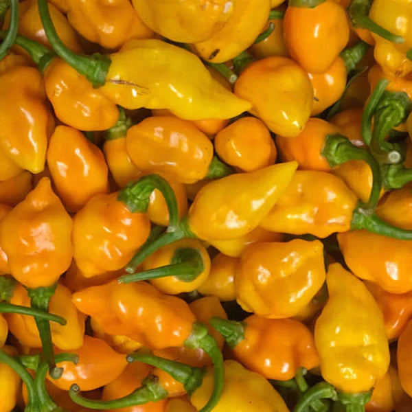 Datil Pepper Seeds