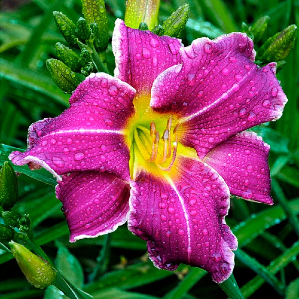 Violet Hemerocallis flower seeds