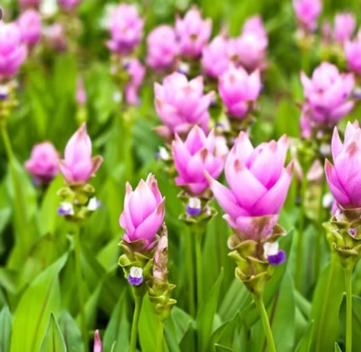Purple Alismatifolia flower seeds