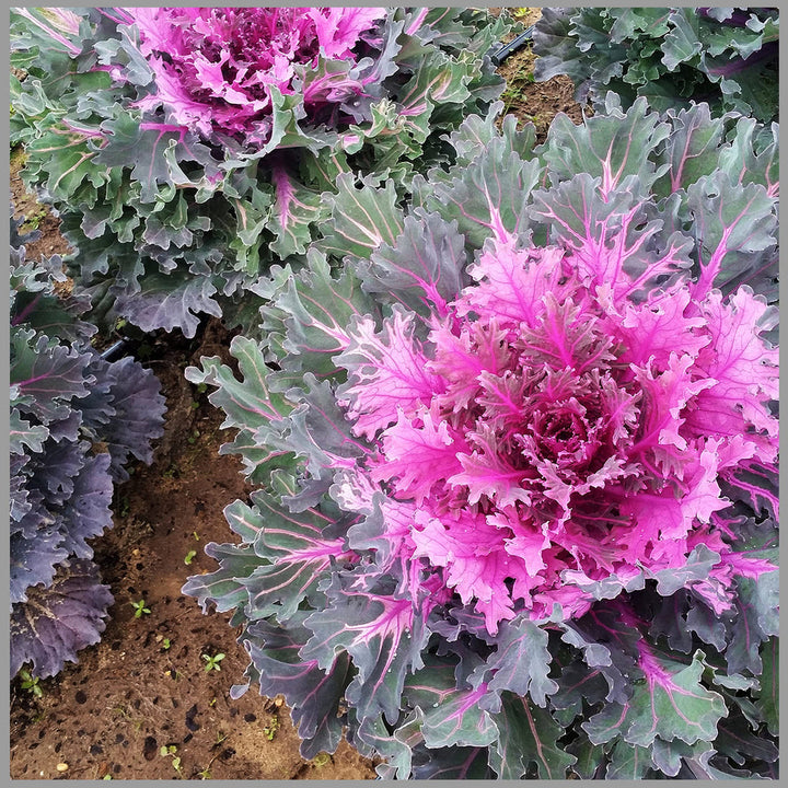 Heirloom Purple Kale Growing in Raised Garden Bed