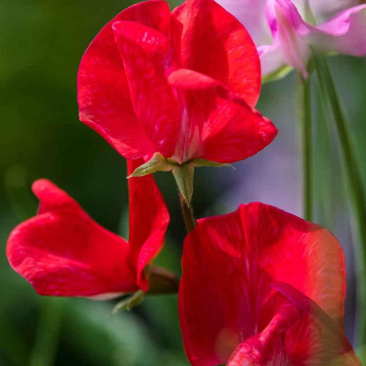 Deep Red flower seeds