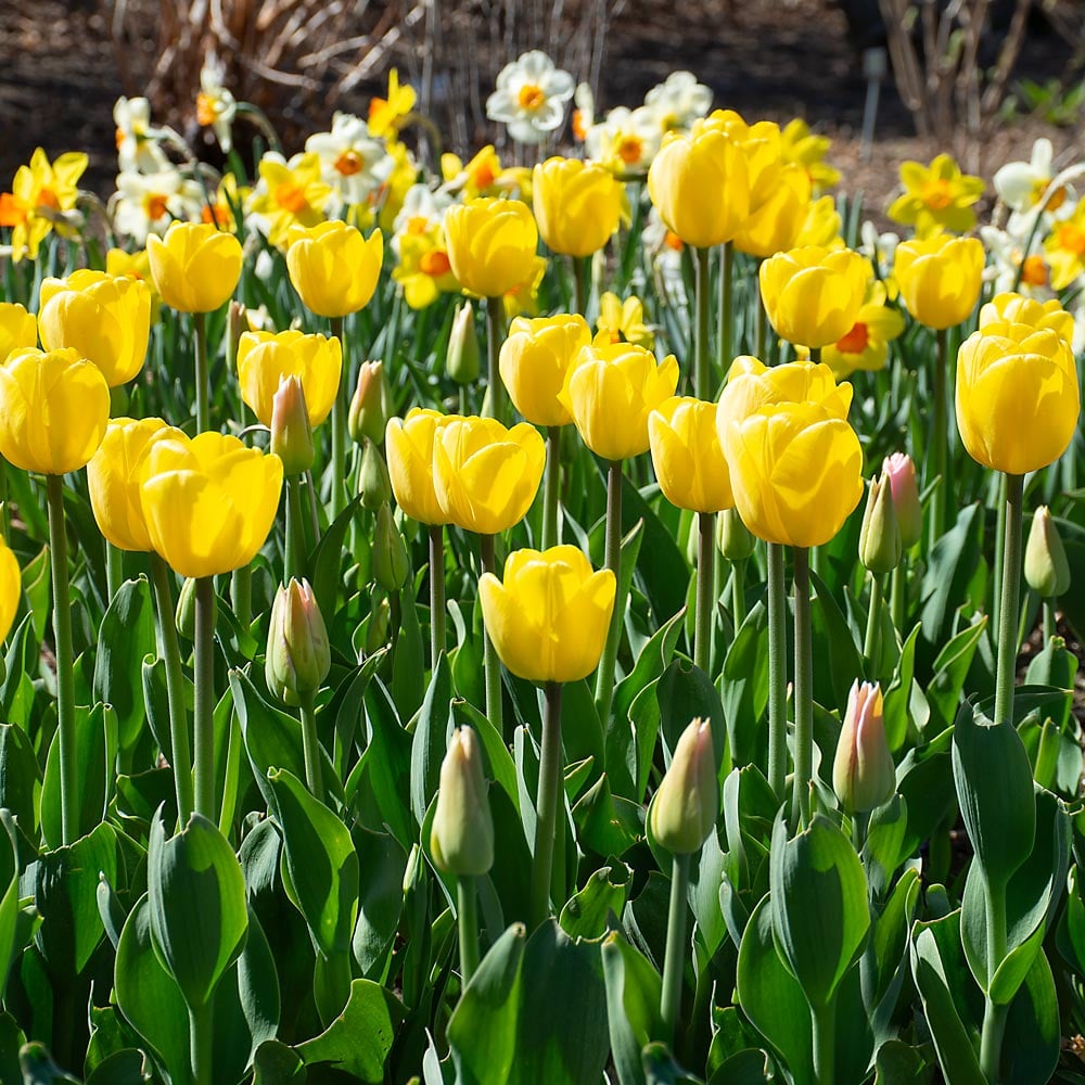 Deep Yellow flower seeds