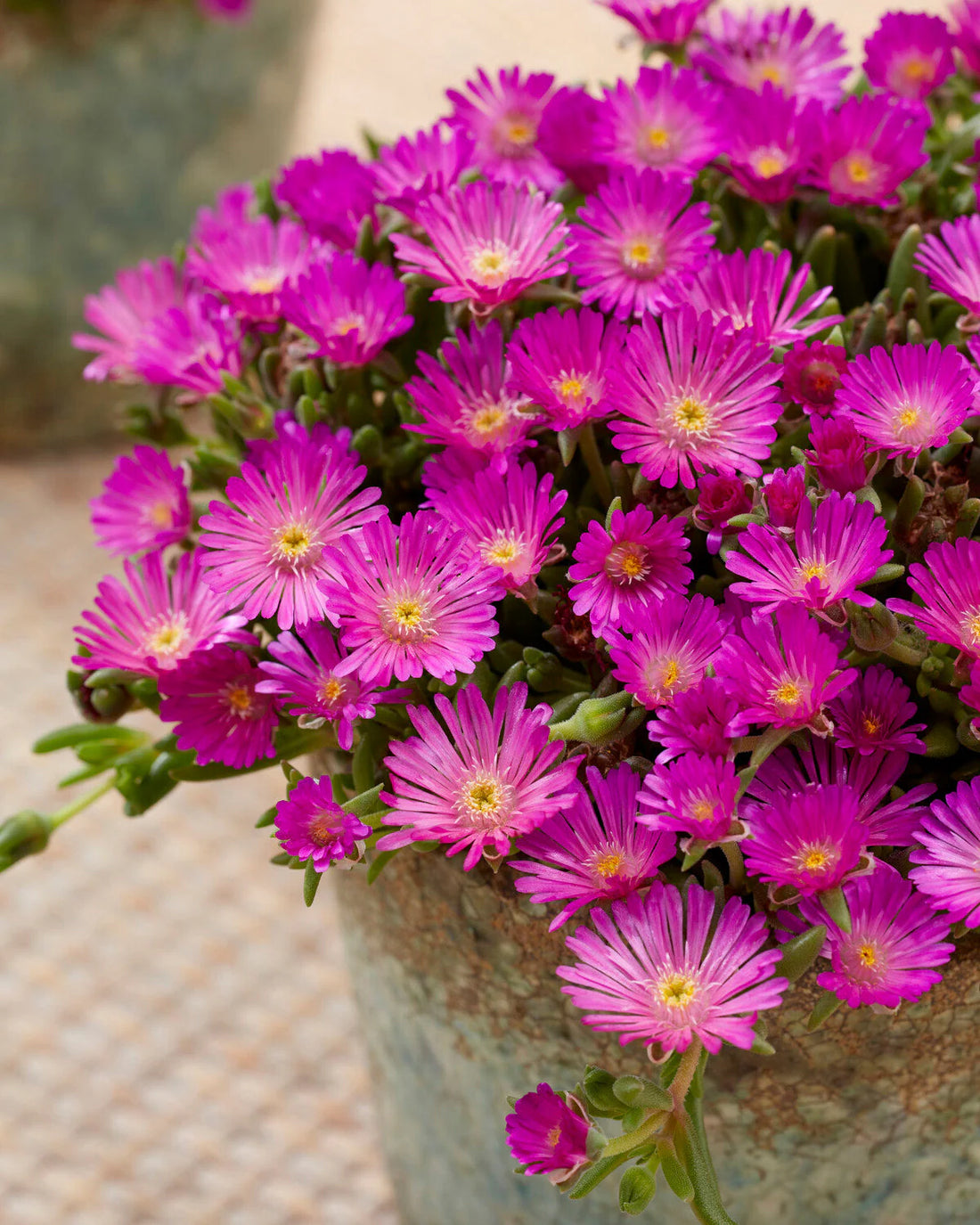 Purple Delosperma flower seeds