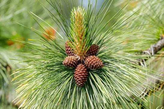 Deodar Cedar with Blue Green Evergreen Needles