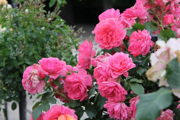 Rosenbusch Rose flower seeds