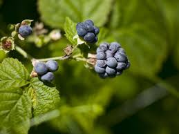 Dewberry fruit seeds for planting with mature dark dewberries
