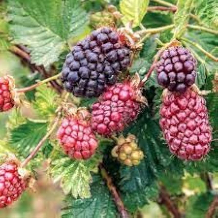 dewberry seeds