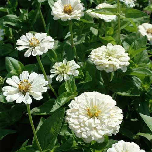 White Green flower seeds