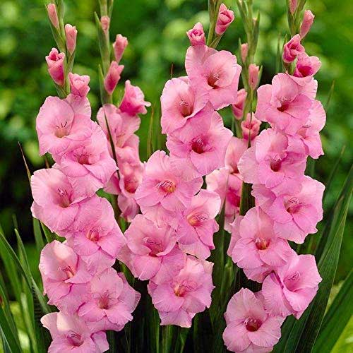 Baby Pink flower seeds
