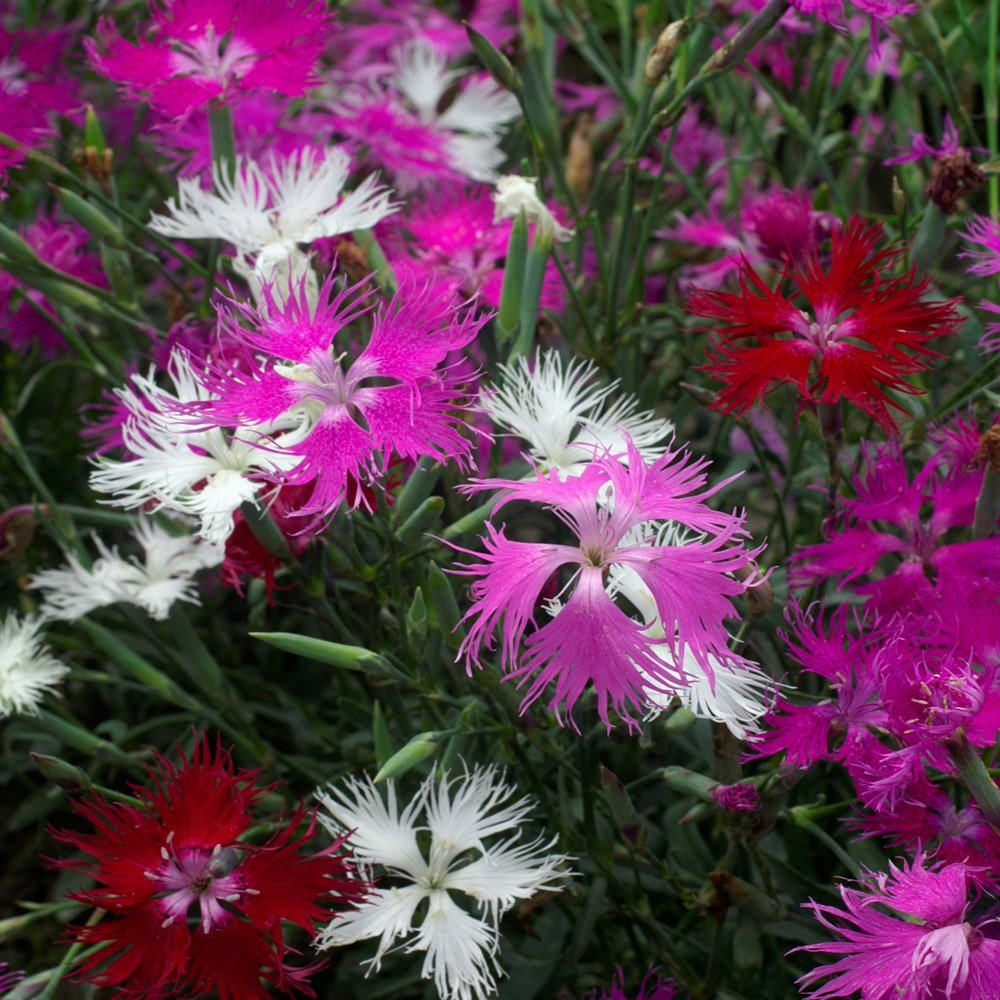 Dianthus Spooky flower seeds