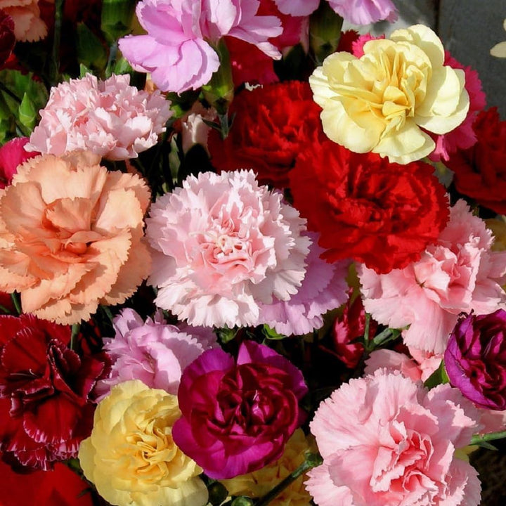Dianthus Caryophyllus flower seeds