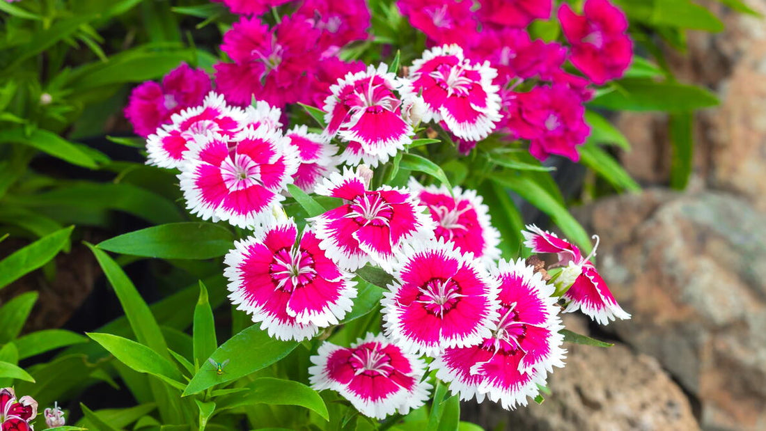 Dianthus flower seeds