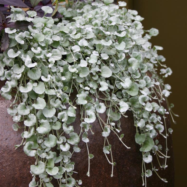 Silver Dichondra Flower Seeds growing into cascading plants with silvery foliage
