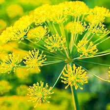 Dill Flowers with Yellow Umbel Clusters