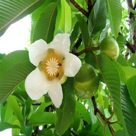 Dillenia Plant Growing in Tropical Garden