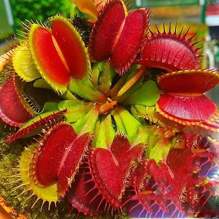 Red Venus Fly Trap plant with vibrant red traps growing in a carnivorous plant pot