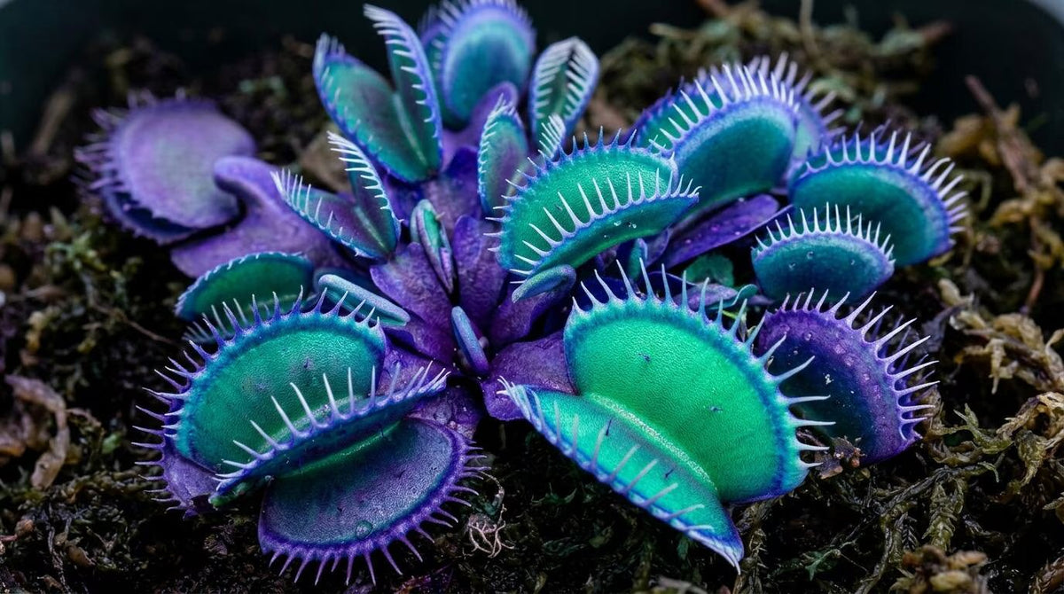 Blue Green Venus Fly Trap plant growing from seeds with distinctive carnivorous traps