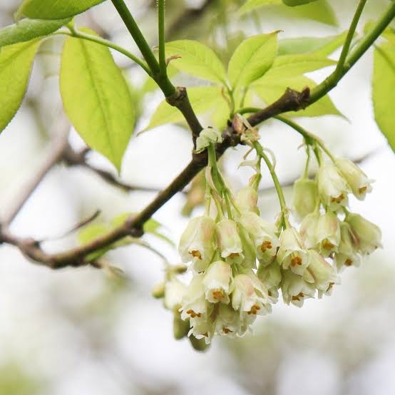 Bladdernut Flower Seeds for Planting featuring Diospyros whyteana evergreen shrub with glossy dark green leaves, pale flowers, and decorative lantern-like fruits