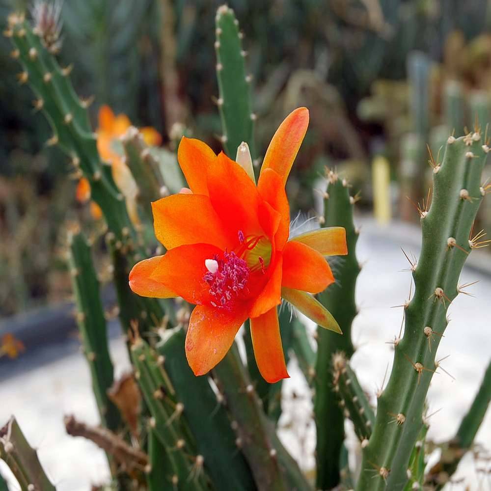 Orange Nopalxochia flower seeds